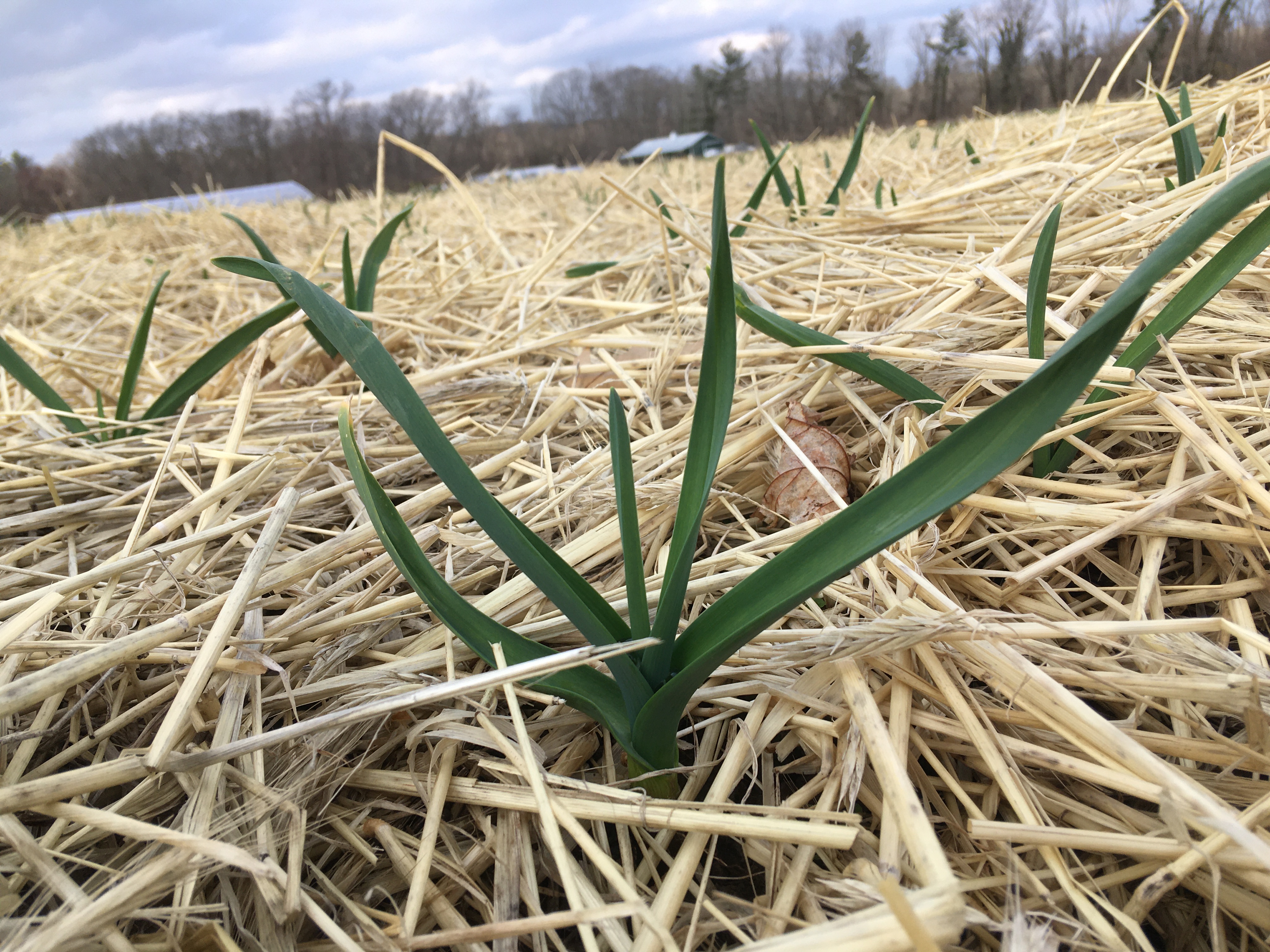 Garlic growing on farm